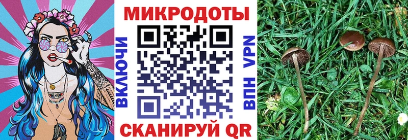 Галлюциногенные грибы Psilocybine cubensis  Заозёрск 